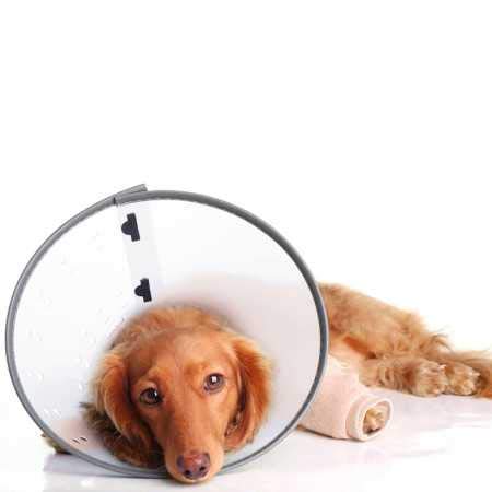 Pet Botanics ECollars Assorted Colors XLarge (Neck Size: 12 1/4" 21")