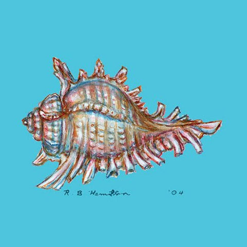 Betsy Drake CT094 Conch Coaster, Set of 4