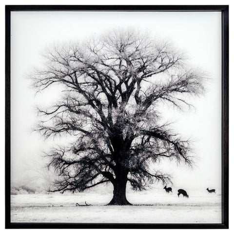 Yosemite Home Decor "Winters Morning Fog II Glass Photographic Art in Black