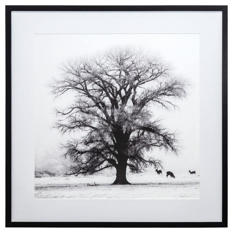 Yosemite Home Decor "Winter's Morning Fog IV Glass Wall Art in Black