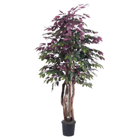 Vickerman Everyday 6' Artificial Capensia Executive in a Black Plastic Pot - Real Dragonwood Trunks - Lifelike Home Office Decor - Faux Indoor Potted Tree