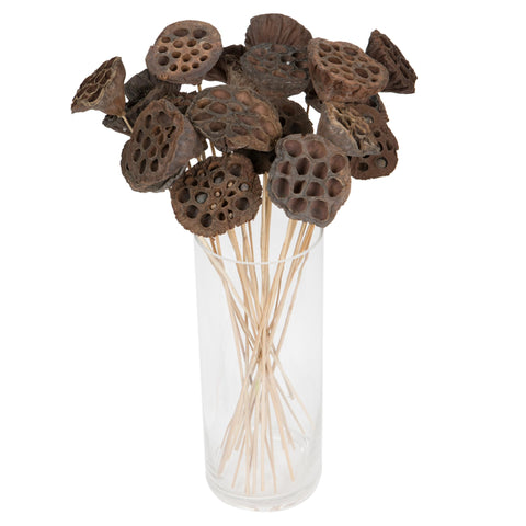 Vickerman Natural Botanicals 20" Lotus Pod On Stem, Medium Natural Preserved Foliage Dried Pod, 50 Per Pack