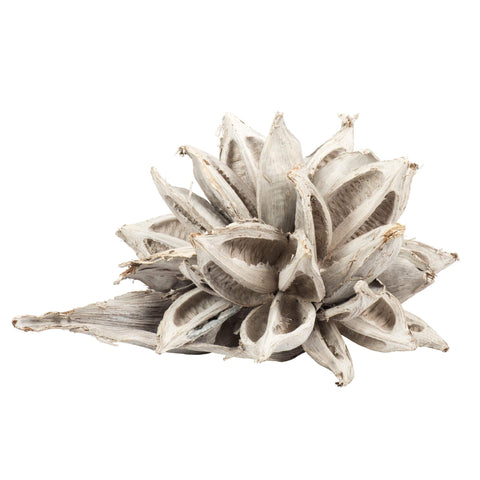 Vickerman White Wash Star Pod Extra Large 12" to 16" Height, Real Preserved Pod Decor for Home or Everyday Arrangements, 1 Piece