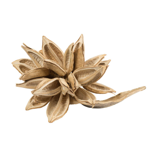 Vickerman Bleached Star Pod - (Extra Large 12" to 16"), Real Preserved Pod Decor for Home or Everyday Arrangements - 1 Piece - Rich Texture - Dried Plant