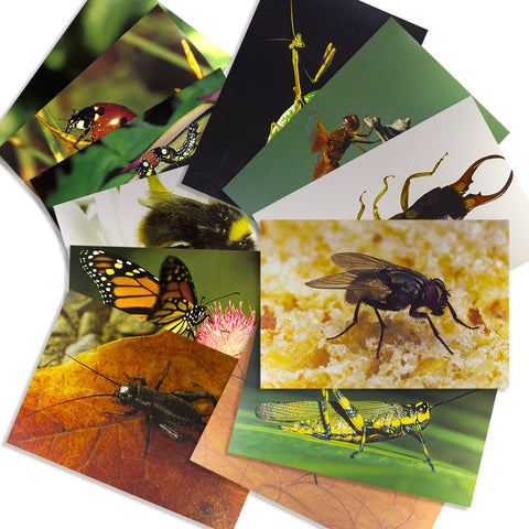 Stages Learning Materials Insect Posters for Classroom Décor, Bulletin Boards, 14 Large Picture Cards, Model:SLM158