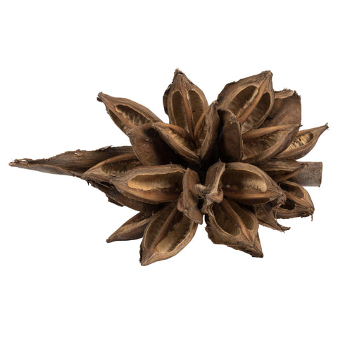 Vickerman 6" Natural Star Pod - 1 Piece - Dried - Height 6-11" - Rich Color & Texture - Faux Plant Decor - Brown Fake Flowers