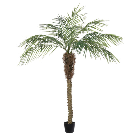 Vickerman Everyday Artificial Phoenix Palm Tree 6 Foot Tall for Indoor Use Home Office Christmas Holiday Tropical Decoration Design Your Tropical Oasis
