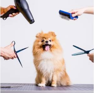 Dogs Grooming