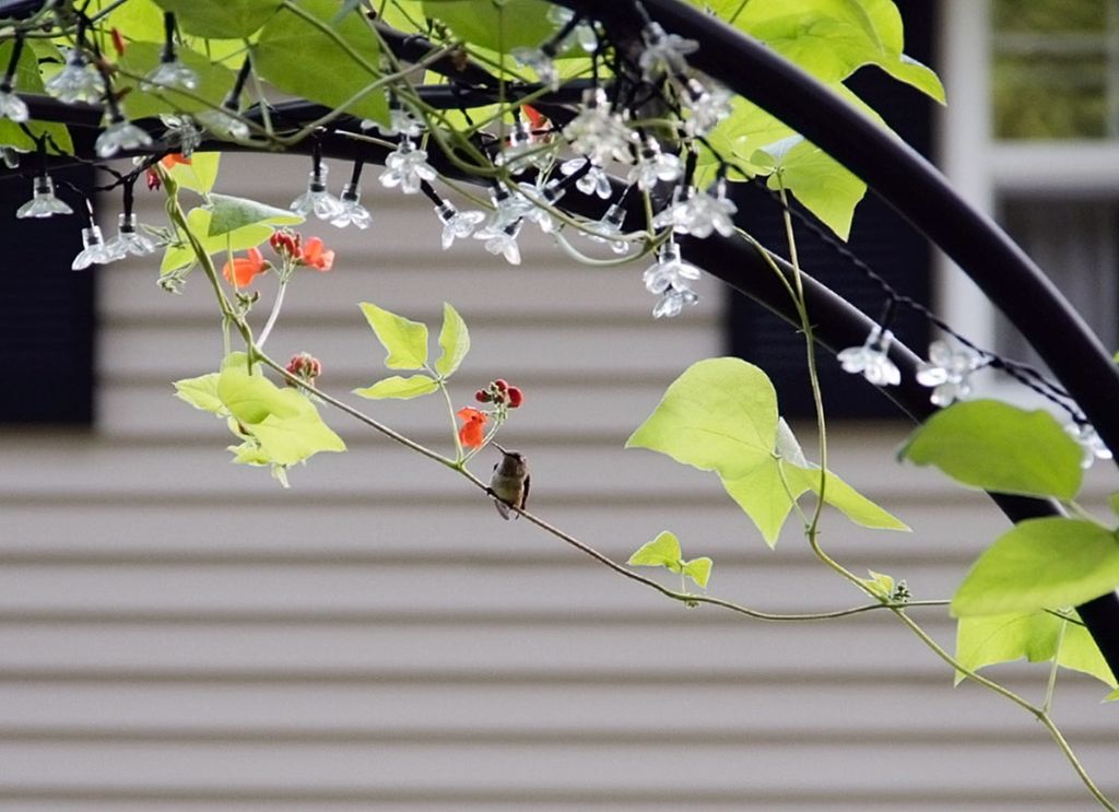 Lattice Arbor I