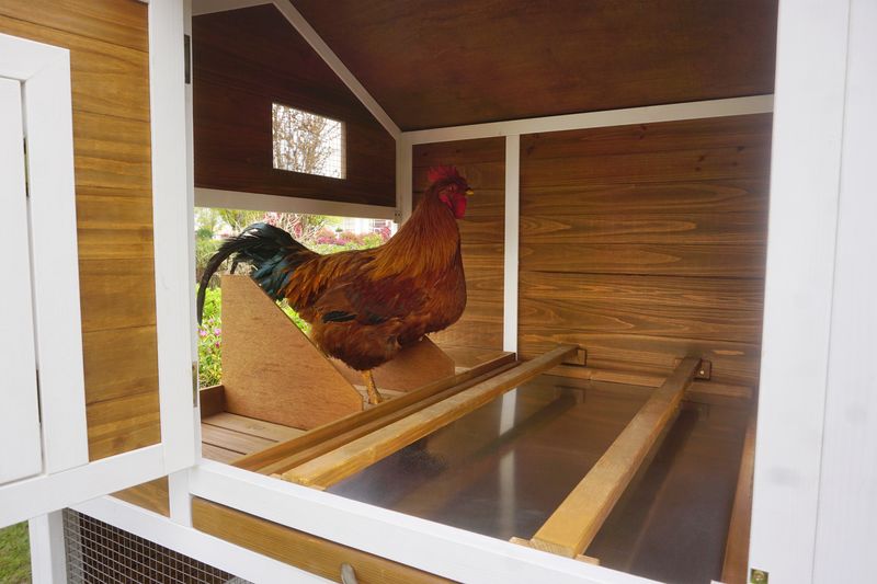 Farmstead Chicken Coop