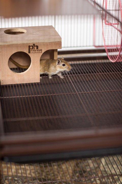 Hamster/Gerbil Hut