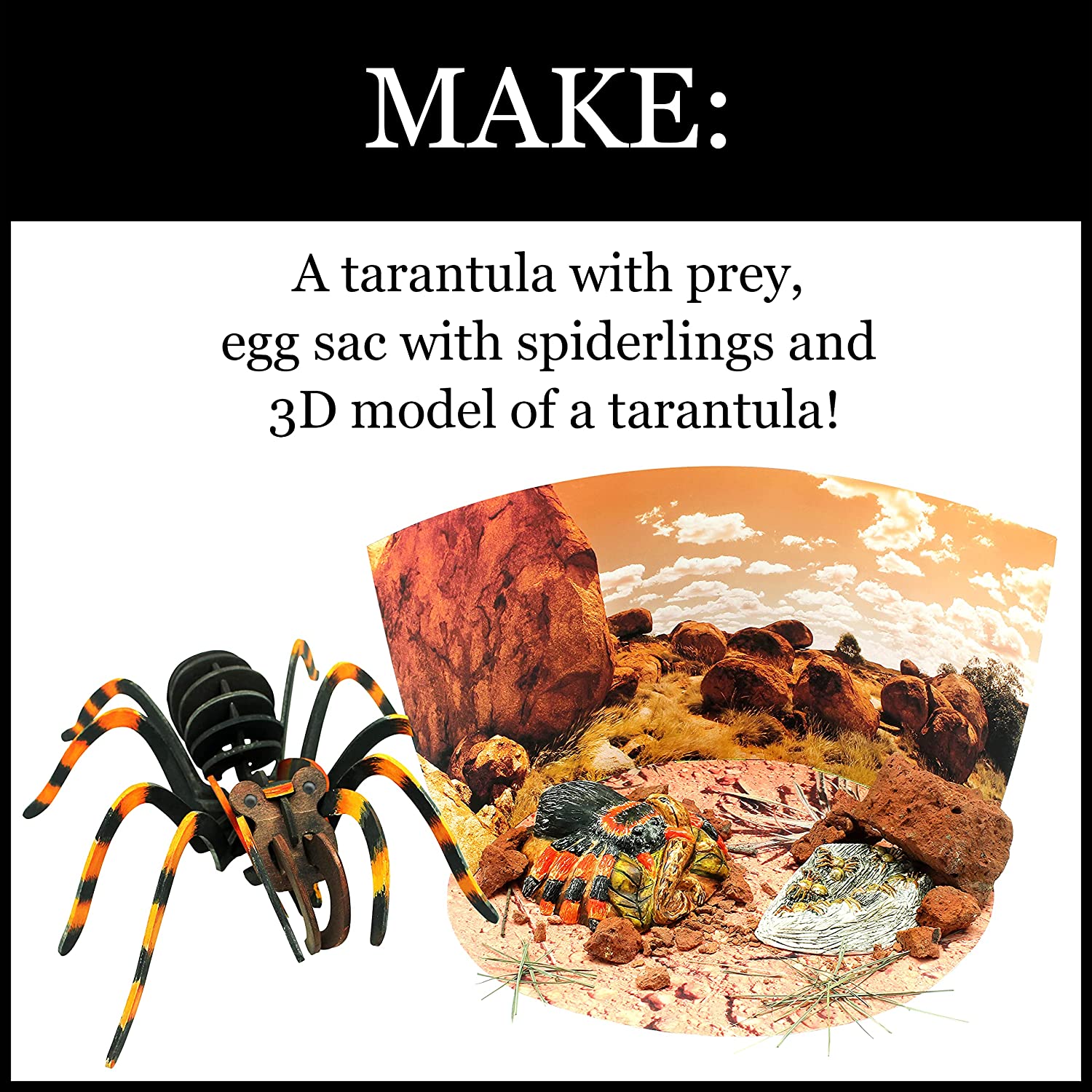 WILD ENVIRONMENTAL SCIENCE Extreme Spiders of the World - For Ages 6+ - Create and Customize Models and Dioramas - Study the Most Extreme Animals